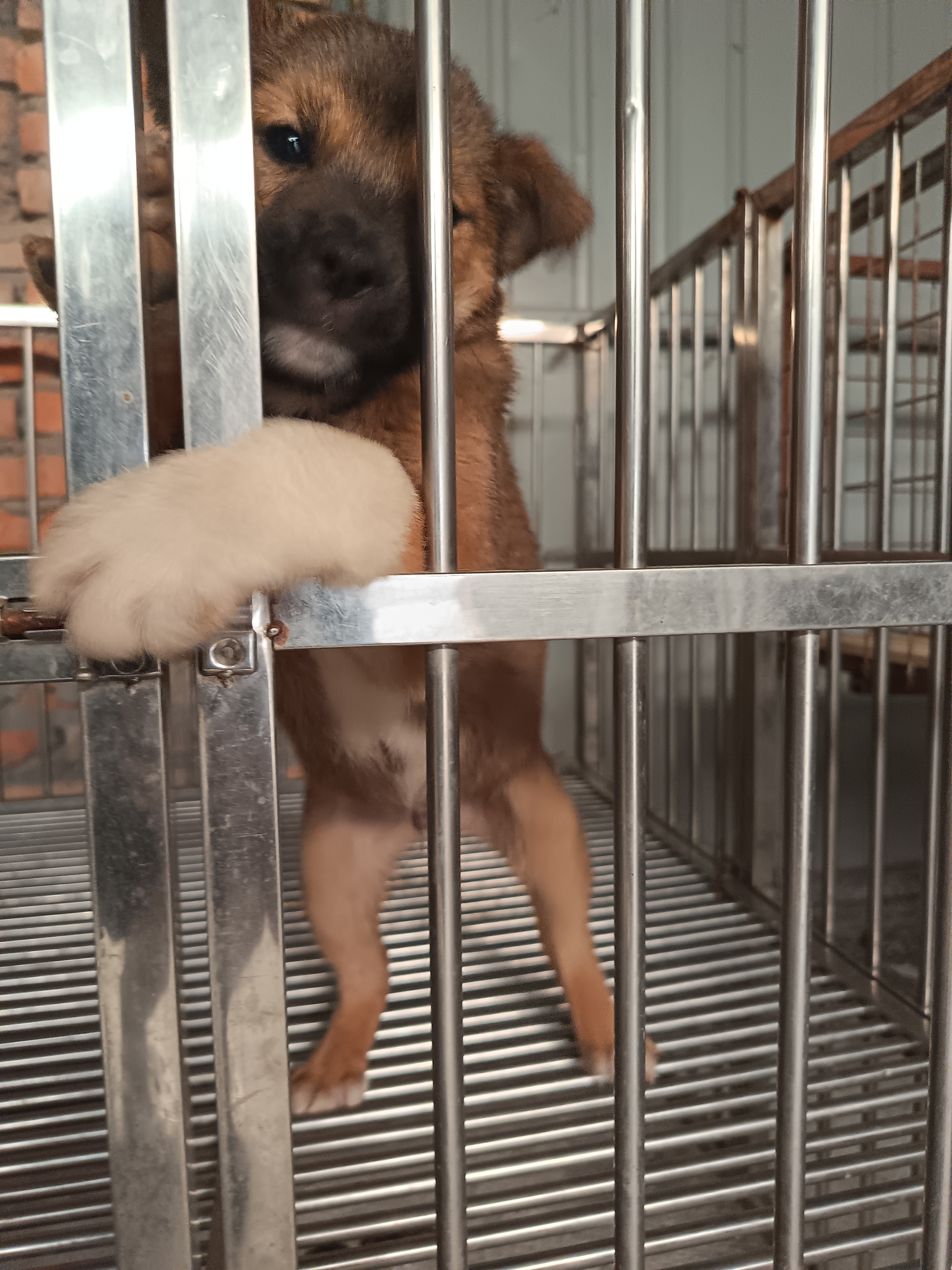 日本柴犬 灰柴